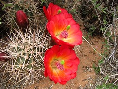 Canyonland flowers-10