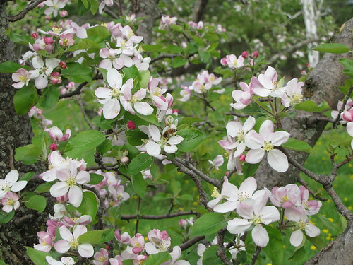 apple blossoms & honey bee