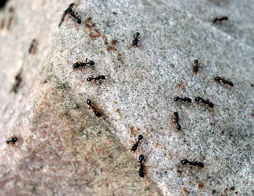 Closer. Ants. Swarm. Bite.