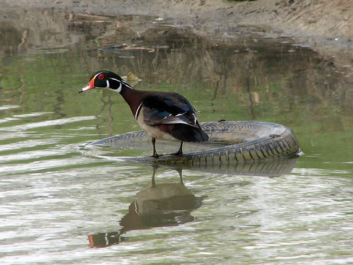 Wood Duck on a tire