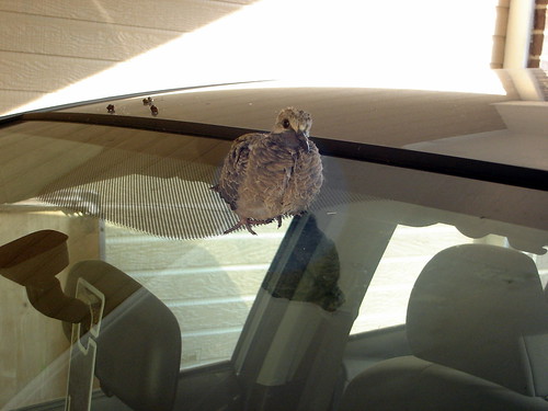Baby Bird on the Car