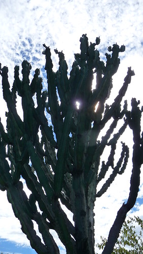 Day 5: Giant cactus!