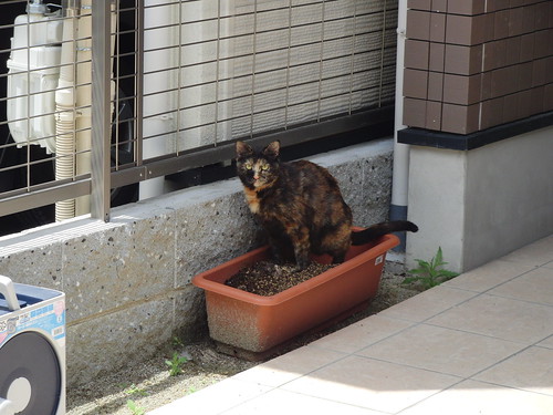 Today's Cat@2010-05-16