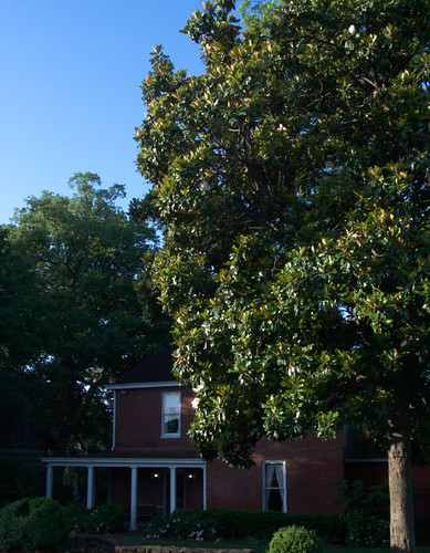 Magnolia grandiflora beside Avalon Hall