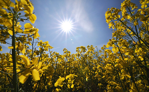 フリー写真素材|花・植物|アブラナ科|菜の花|田畑・農場|黄色の花|ドイツ|日光・太陽光線|