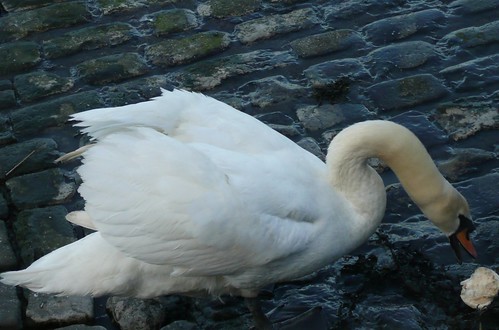 Swan at Waterside Lane,Gillingham,Kent