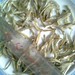 dried anchovy fish 