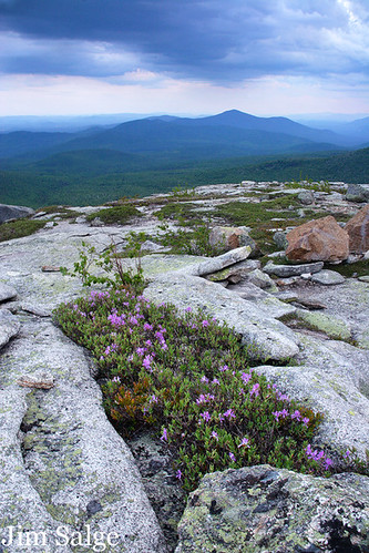 View to Kearsarge Over Small Rhodora Patch