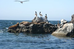 California Sea Lions and Pelicans