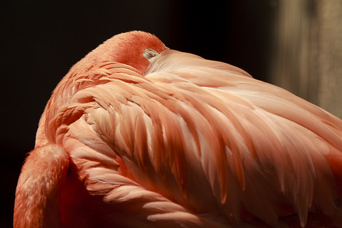 Flamingo at Rest