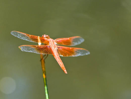 Extremely orange dragonfly