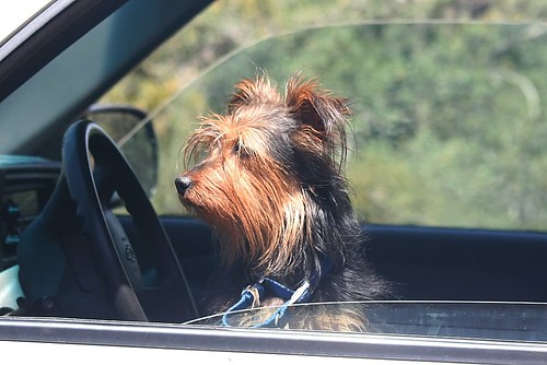 Charlie Heading Out For Afternoon Drive