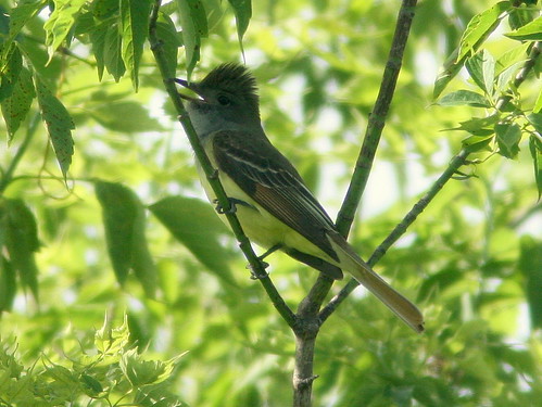 Great Crested Flycatcher 2-20100610
