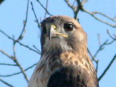 Red-tailed Hawk detail head 20101102