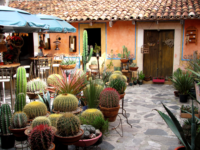 Cactus Shop & Restaurant