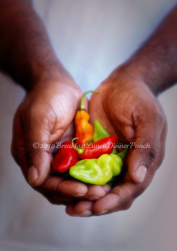 Trinidad Pimento Peppers