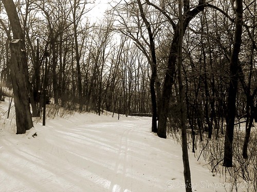 wooded trail sepia