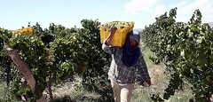 Producción de uvas: Aumentaría un 8% la cosecha 2010