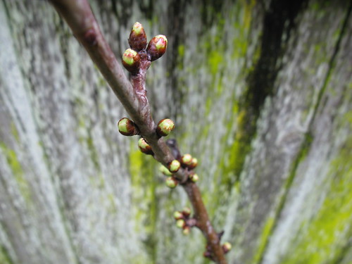The cherries have broken dormancy. I suppose blossoms are imminent..?