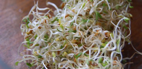alfafa sprouts