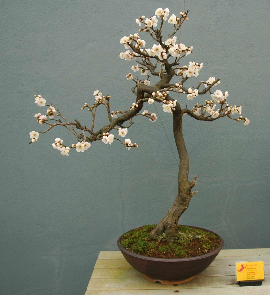 Prunus mume ’Andoh’s White’, Bonsai, Bro by Flatbush Gardener, on Flickr