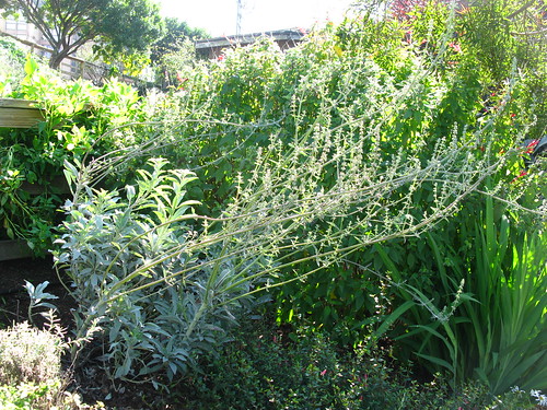 Salvia apiana at Garden for the Environment; San Francisco