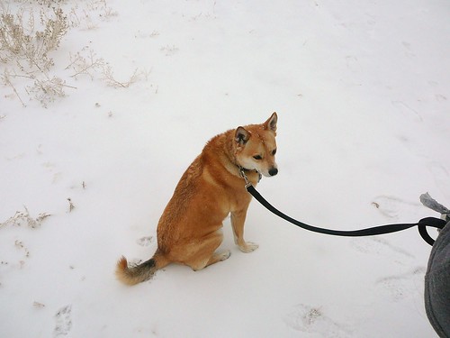 Ki enjoys the snow