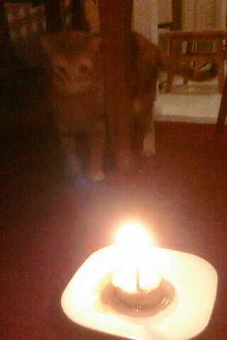  We put some candles in some cat food to celebate