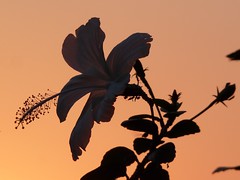 White hibiscus, gold sky