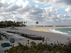 Atlantis Beach with Palm Tree in Sun