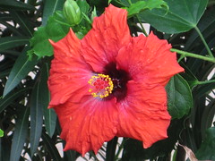 flower in Cozumel