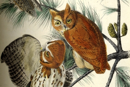 Two birds from Little Screech Owl by John James Audubon. Birds of America (Octavo Ed. 1870).  California Academy of Sciences Library, Rare Books QL674 .A9 1870