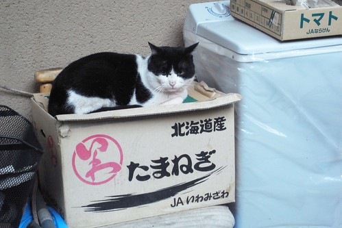 Today's Cat@2010-03-04