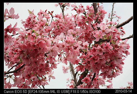 20100314C3苗栗市的櫻花