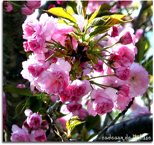 flowering cherry tree pictures. Kwanzan Flowering Cherry tree