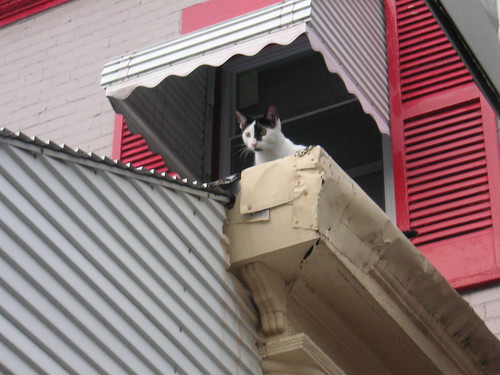 Roof Cat