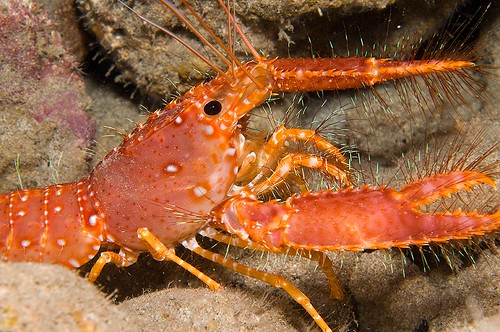 flame lobster