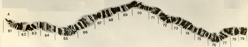 Cromossomo politenico 4 da D. nappae