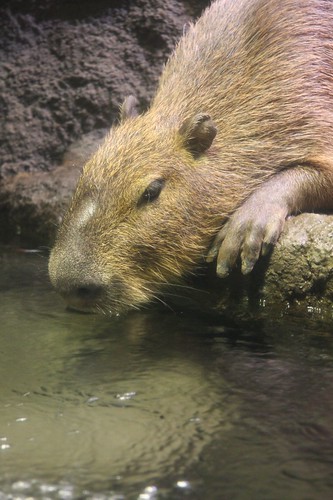 Capybara,Hydrochoerus hydrochaeris