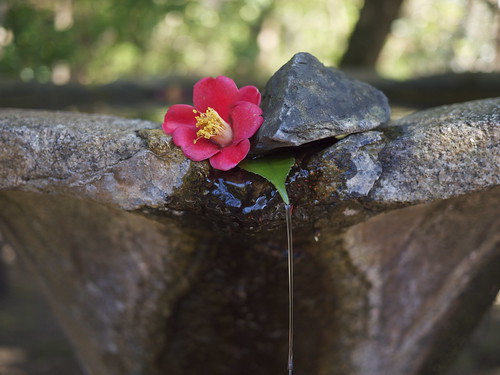 Tsubaki (camellia) 'fountain' at Honen-in, Kyoto