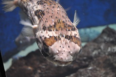 Birch Aquarium, Puffer Fish