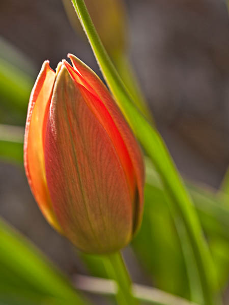 Orange Tulip in Allen Centennial Gardens at University of Wisconsin Madison