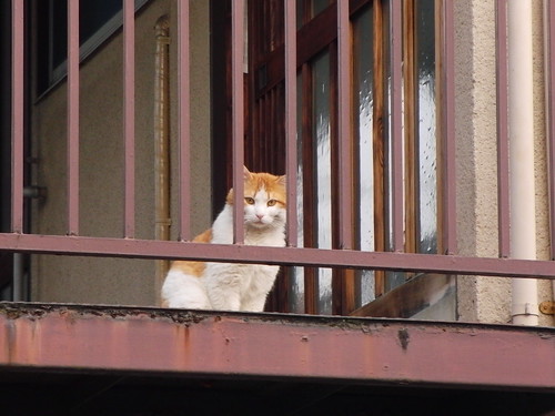 Today's Cat@2010-05-06