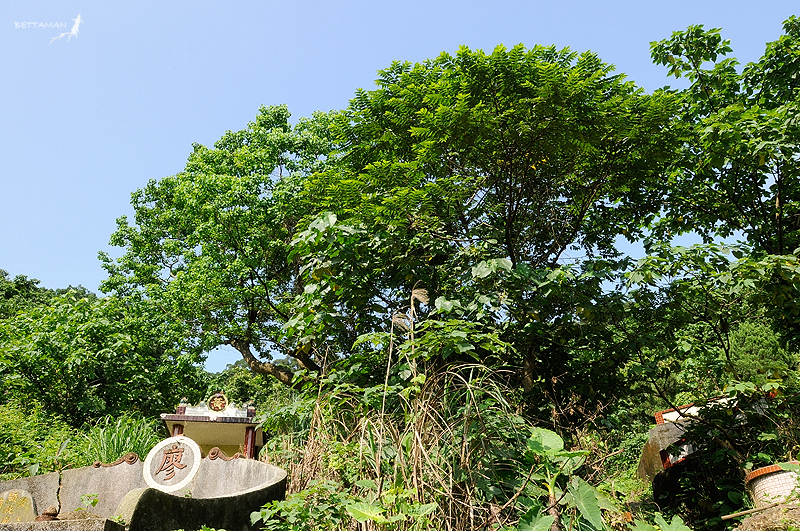 100517 台北 芳蘭山 墓區絕對適合生長迅速的向陽先驅植物