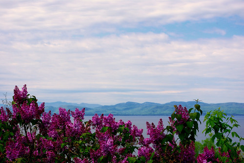 Lake Champlain and the Adirondacks with Lilacs