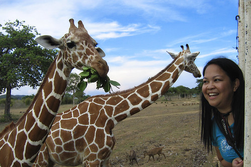 Alby and the Giraffes