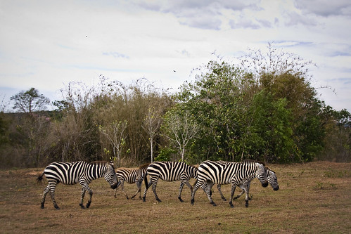More African Zebras