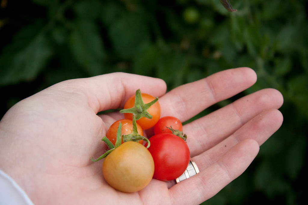 fresh tomatoes!
