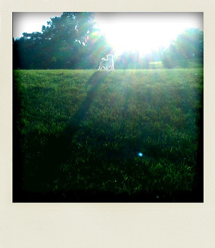 Sunshine dog