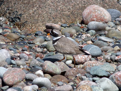 12655 - Ringed Plover on Iona